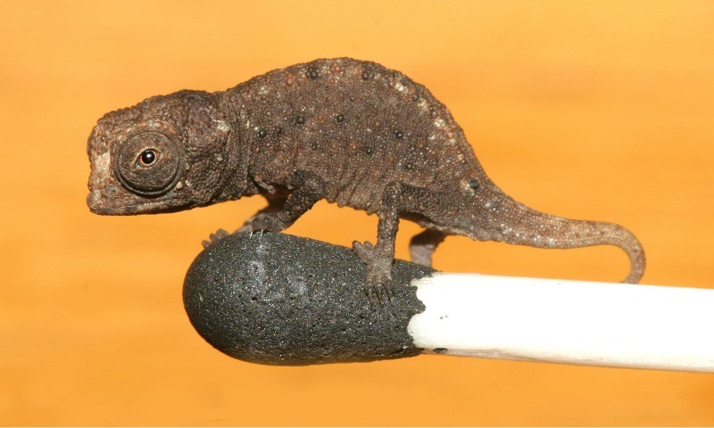  Tắc kè Brookesia có tên khoa học là Brookesia micra. Đây là loài bò sát thuộc bộ Bò sát có vảy, lần đầu được tìm thấy trên một hòn đảo nhỏ ở Madagascar. Ảnh: wikipedia.