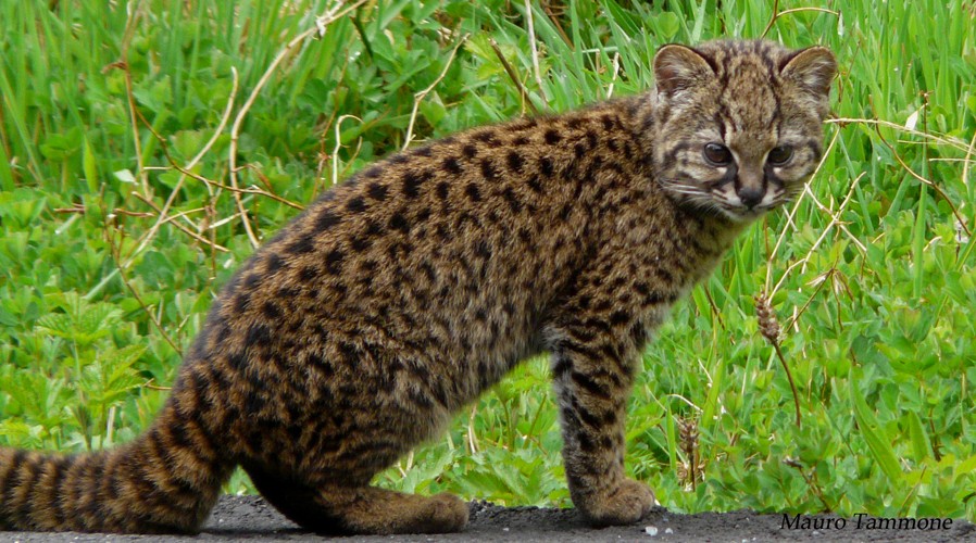 Mèo đốm Kodkod có tên khoa học là Leopardus guigna.  Giống mèo này sinh sống trung bộ và nam bộ Chile và một khu vực liền kề nhỏ ở Argentina. Ảnh: wikimedia.