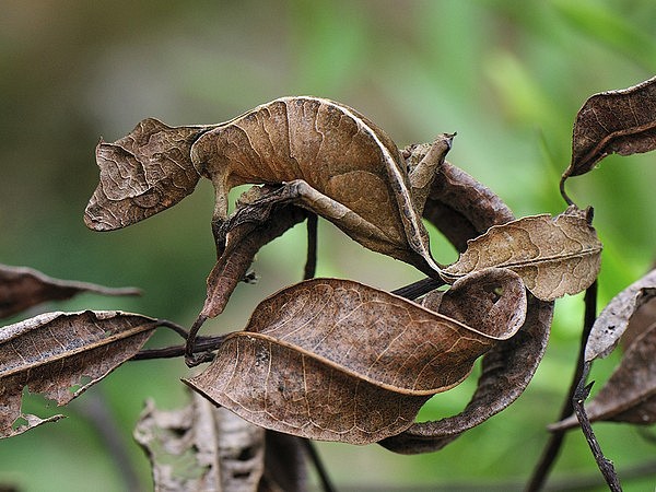  Tắc kè quỷ Satan là một loại tắc kè bản xứ của đảo Madagascar. Loài tắc kè này có ngoại hình xấu xí, giống hệt chiếc lá cây khô héo. Ảnh: a4vn.