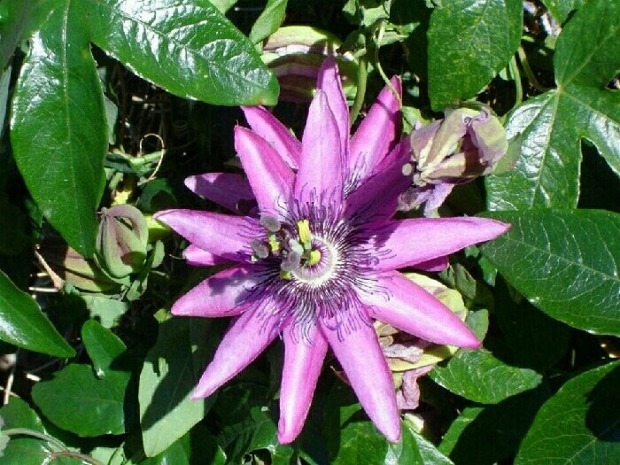 Cây sao biển tím có tên khoa học là Passiflora caerulea. Nó còn được biết đến với tên gọi khác là cây  lạc cảnh tiên. Ảnh: muabannhanh.