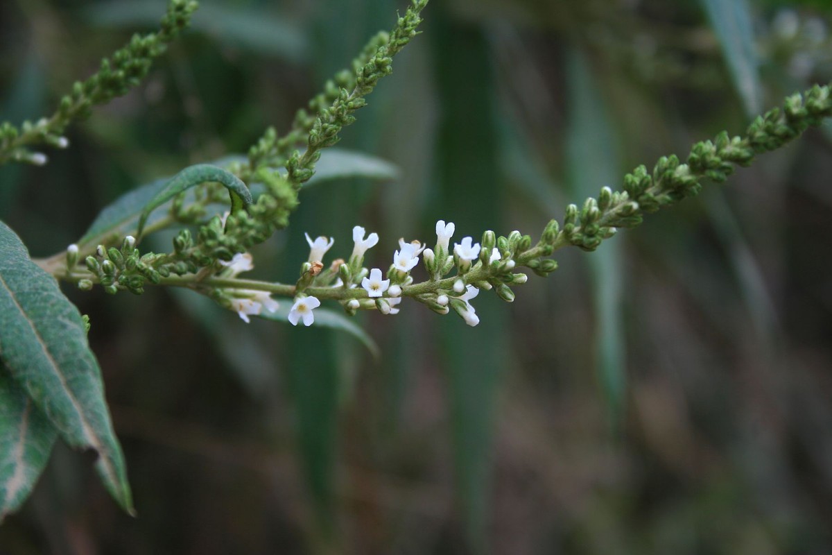  Cây bọ chó có tên khoa học là Buddleja asiatica Lour. Đây là một loại cây nhỏ, cao từ 1m - 2m, cành có lông thưa màu vàng nhạt, lá mọc đối, hình trứng thuôn. Ảnh: wikimedia.