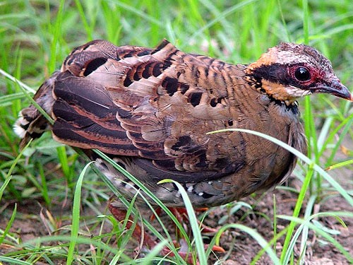  Gà so cổ hung có tên khoa học là Arborophila davidi, là một loài chim trong họ Trĩ. Loài gà này đã được đưa vào danh mục của Sách đỏ Việt Nam và thế giới. Ảnh: kyluc.