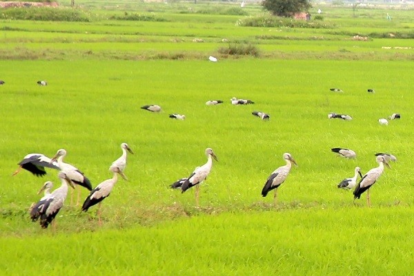 Nhiều ngày gần đây, trên địa bàn thôn Phú Ngạn, xã Cam Thanh, huyện Cam Lộ, tỉnh Quảng Trị xuất hiện hàng ngàn con cò tập trung thành đàn kiếm ăn tại những cánh đồng lúa rộng lớn. Ảnh: laodong