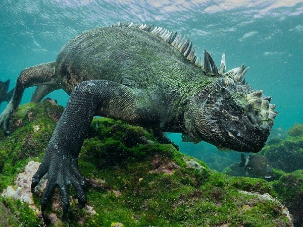 Thằn lằn biển Iguana (Amblyrhynchus cristatus) là loài sinh vật đặc hữu chỉ có ở quần đảo Galápagos, ngoài khơi Ecuador. Đây cũng là một trong những loài thằn lằn, bò sát hiếm hoi sống được ở biển và được mệnh danh là  quái vật Godzilla của đại dương.