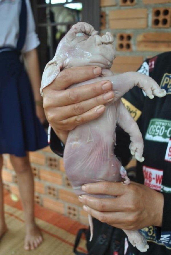 Chú heo con được sinh ra bởi một con heo nái tại xã Láng Lớn, Châu Đức, Bà Rịa – Vũng Tàu. Điều khiến người dân tò mò là heo con có hình thù khác lạ với thân hình lớn, đặc biệt là đôi tai to bè như tai voi.