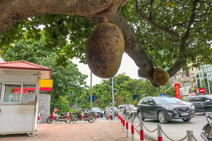 Thời gian gần đây, người đi đường qua Kim Mã cảm thấy thú vị, bất ngờ với cây mít lâu năm cho 2 quả mít béo núc.