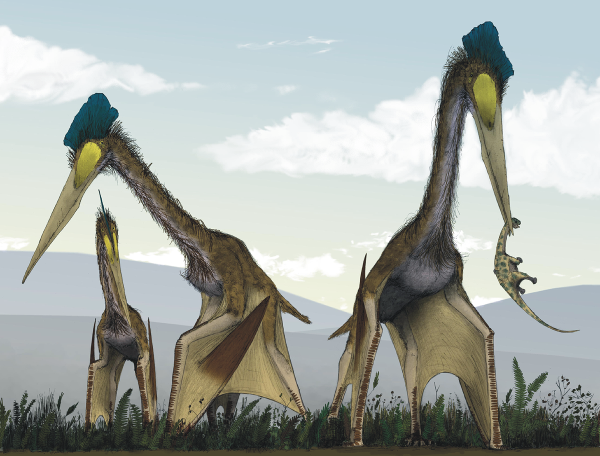  Khủng long Pterosaur Quetzalcoatlus, loài động vật bay lớn nhất từng sống tự hào có sải cánh dài 12 mét cho phép nó bay vút qua bầu trời, theo một nghiên cứu mới từ Hiệp hội Sinh vật Cổ đại Mỹ cho biết. 