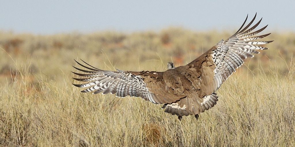 Kori Bustard (Ardeotis kori ), sải cánh: 2,75 mét là một trong những động vật bay nặng nhất còn sống, đứng đầu về cân nặng khoảng 18 kg và chiều cao lên đến 1,2 mét, nó cũng là  loài chim bay lớn nhất ở Châu Phi.