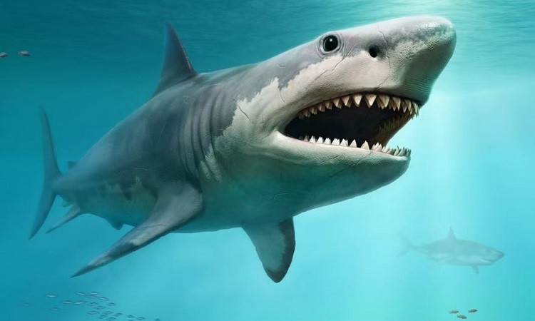 Theo Daily Star, Megalodon là loài cá mập khổng lồ lớn nhất từng tồn tại trên Trái đất. Cá mập Megalodon thậm chí có thể nặng tới 100 tấn, gấp 60 lần loài cá mập trắng lớn nhất hiện nay.