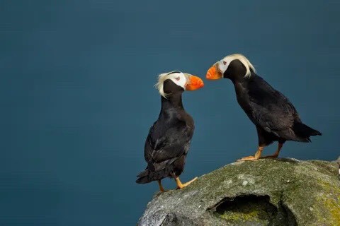 Tufted Puffin là một loài chim biển sống ở vùng nước lạnh ở phía Bắc Thái Bình Dương. Những chùm lông vào của chúng chỉ xuất hiện trong mùa giao phối. Loài này là một trong những  loài chim có tập tính kỳ quái nhất hành tinh khi có thể bắt và giữ tớ 20 con cá trong miệng cùng lúc. Nguồn: Paul Souders/Getty Images.