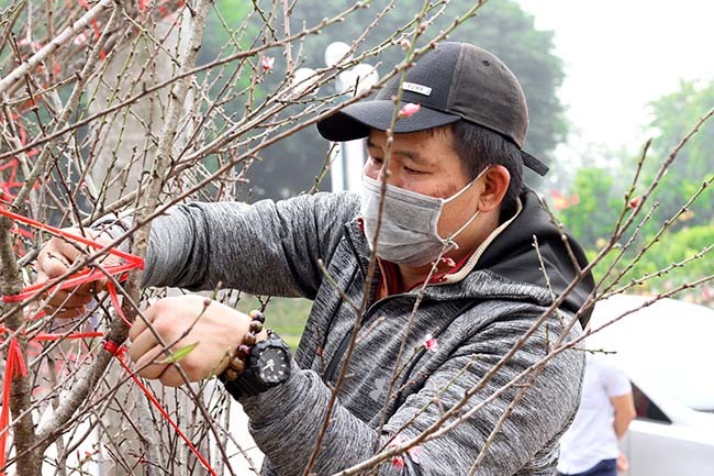  Lô đào dán tem với số lượng khoảng 50 cành được chủ nhân là anh Nguyễn Văn Hùng mua của một hộ dân trồng đào tại xã Lóng Luông (huyện Vân Hồ, Sơn La). 