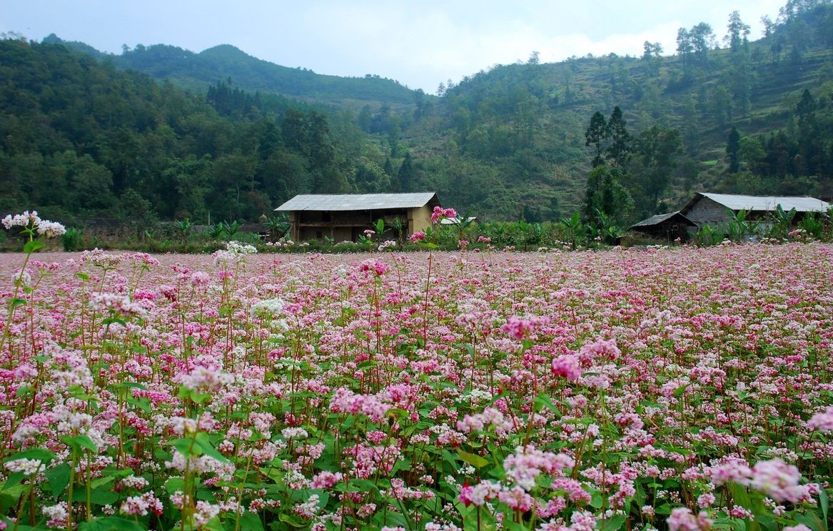 Cuối tháng 10, đầu tháng 11 là mùa tam giác mạch ở Hà Giang. Đây được coi là một trong  những mùa hoa đẹp nhất miền Tây Bắc. Vốn là loài cây được bà con trồng để lấy hạt làm bánh, nhưng khi nở, tam giác mạch cho hoa màu trắng phớt hồng rất đẹp, vô tình tạo nên cảnh sắc thơ mộng rất riêng. Bởi thế, đây cũng là thời điểm rất nhiều bạn trẻ lên đường phượt cao nguyên đá.