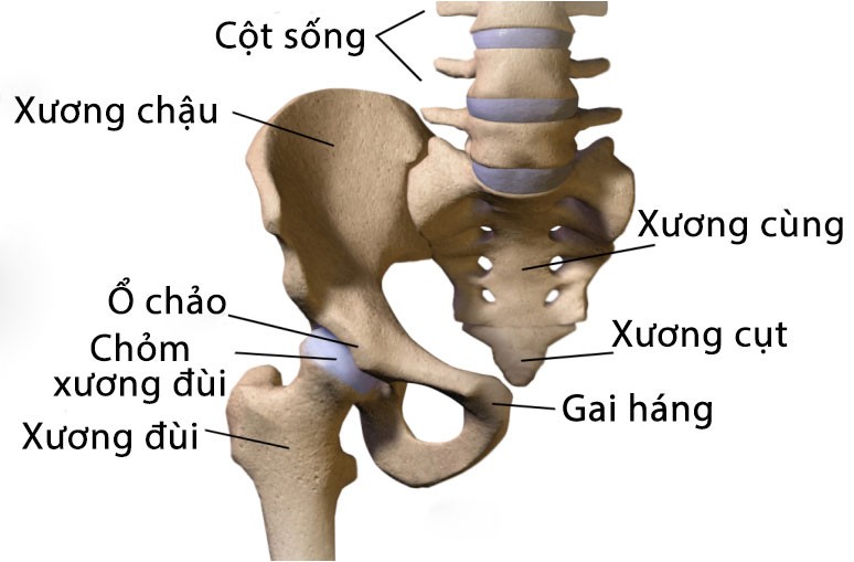  Xương chậu là xương dẹt, hình cánh quạt, có 2 mặt, 4 bờ, 4 góc và là xương lớn nhất trong cơ thể. Đối với phụ nữ mang thai, xương chậu cũng là đường ra của thai nhi. Độ rộng của xương chậu ảnh hưởng trực tiếp đến việc đẻ khó hay dễ. Ảnh: baithuocdangianhay.com.