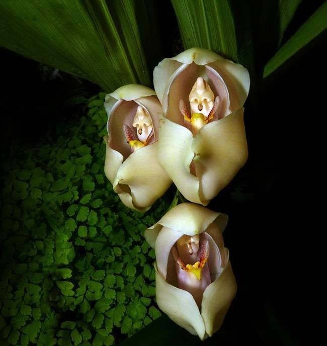  Giống hoa lan độc lạ này có tên khoa học là Anguloa Uniflora.