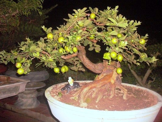 Cây ăn quả bonsai đang rất đươc ưa chuộng để trưng Tết. Ngoài các giống cây ăn quả khá phổ biến như ổi, cam, quất... còn có rất nhiều loại hoa quả thích hợp trồng chậu bonsai khác.