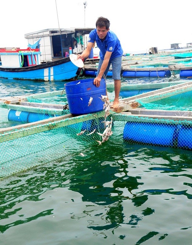 Nuôi tôm hùm, cá mú. Vài năm gần đây, các hộ dân ở  huyện đảo Lý Sơn đã rộ lên nghề nuôi trồng thủy sản như tôm hùm, cá bớp, cá mú... để đáp ứng nhu cầu hải sản cho các tỉnh miền Trung và cũng vì du lịch ngày càng phát triển.