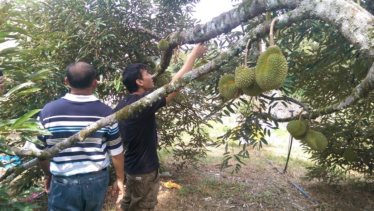 Vùng Musang King được xem là thủ phủ  sầu riêng Malaysia - nơi cho ra loại sầu riêng ngon nhất của đất nước này: sầu riêng Musang King. (Ảnh Blogspot)