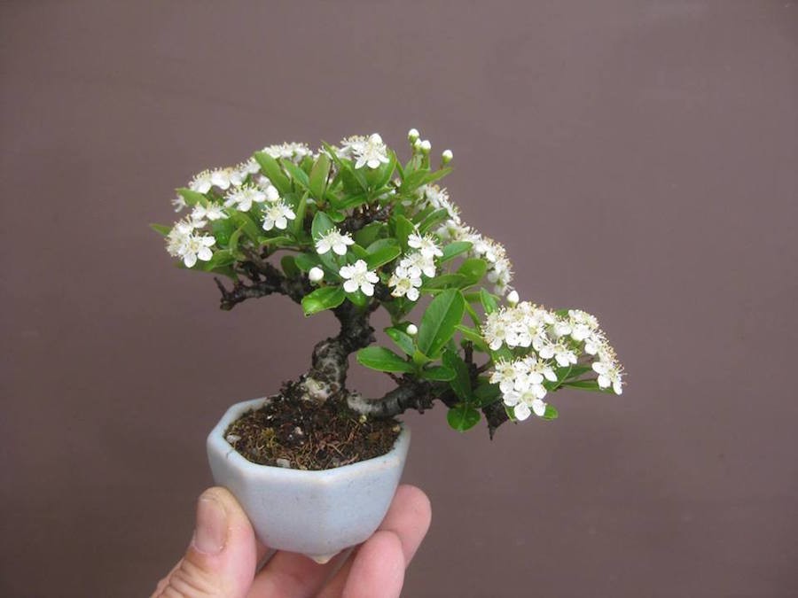 Chậu  bonsai hoa mini với những bông hoa nhỏ xinh, trắng muốt như thế này chắc chắn sẽ khiến không gian làm việc của bạn trở nên tươi mới, đáng yêu hơn. Ảnh: Bonsaiprodaja.