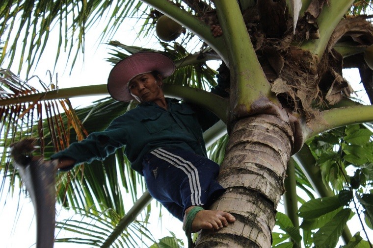 Vào ấp Bờ Xe, Huyện Châu Thành, Tiền Giang hỏi bà con trong ấp không ai không biết bà Mười Hai người có rất nhiều biệt danh như: Nữ kiệt leo dừa, bà ngoại leo dừa, nữ quái leo dừa, người đàn bà sét đánh không chết... Bà cũng không nhớ nỗi mình biết leo dừa từ khi mấy tuổi, chỉ nhớ là khi còn bé bà con trong xóm ai nhờ trèo dừa hái, bà đều giúp rồi thành quen.