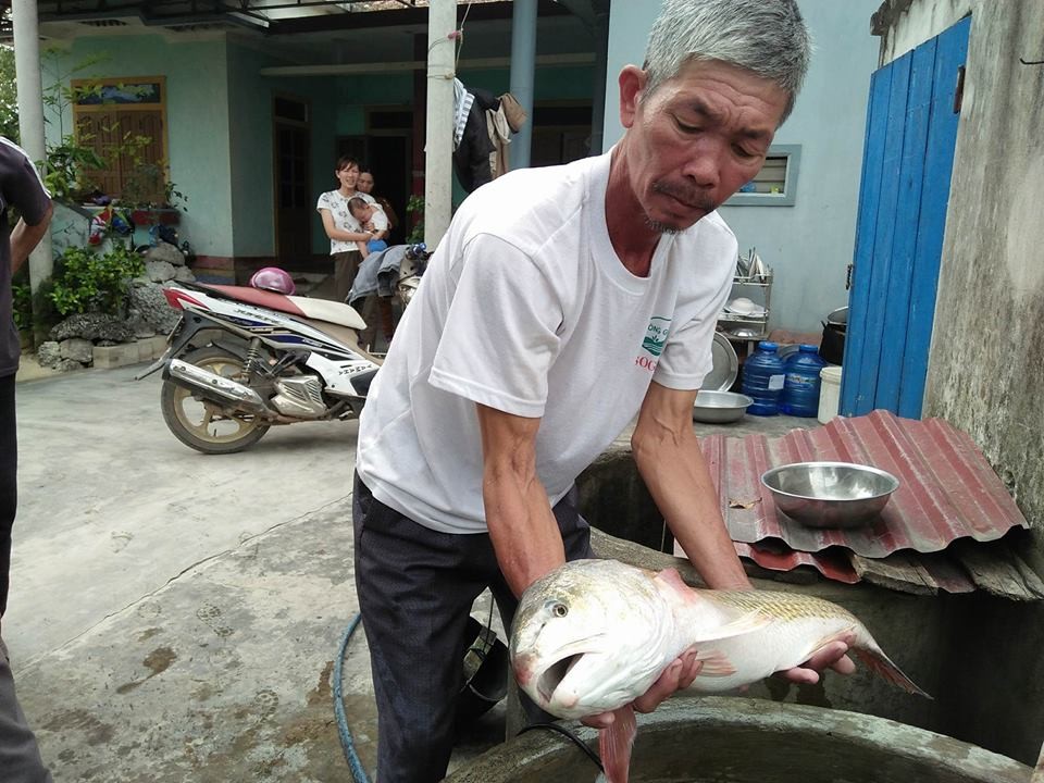 Ngư dân Lê Thanh Quy (58 tuổi, trú thôn 19-5, xã Quảng Đông, huyện Quảng Trạch, tỉnh Quảng Bình) cho biết, ông bắt được con cá lạ nghi cá sủ vàng quý hiếm khi vừa ra khơi tại vùng biển Ghềnh Mom (huyện Quảng Trạch, tỉnh Quảng Bình), cách bờ khoảng 500 m vào khoảng 7h sáng ngày 17/4. Thời điểm đó, con cá này được phát hiện trong lưới.