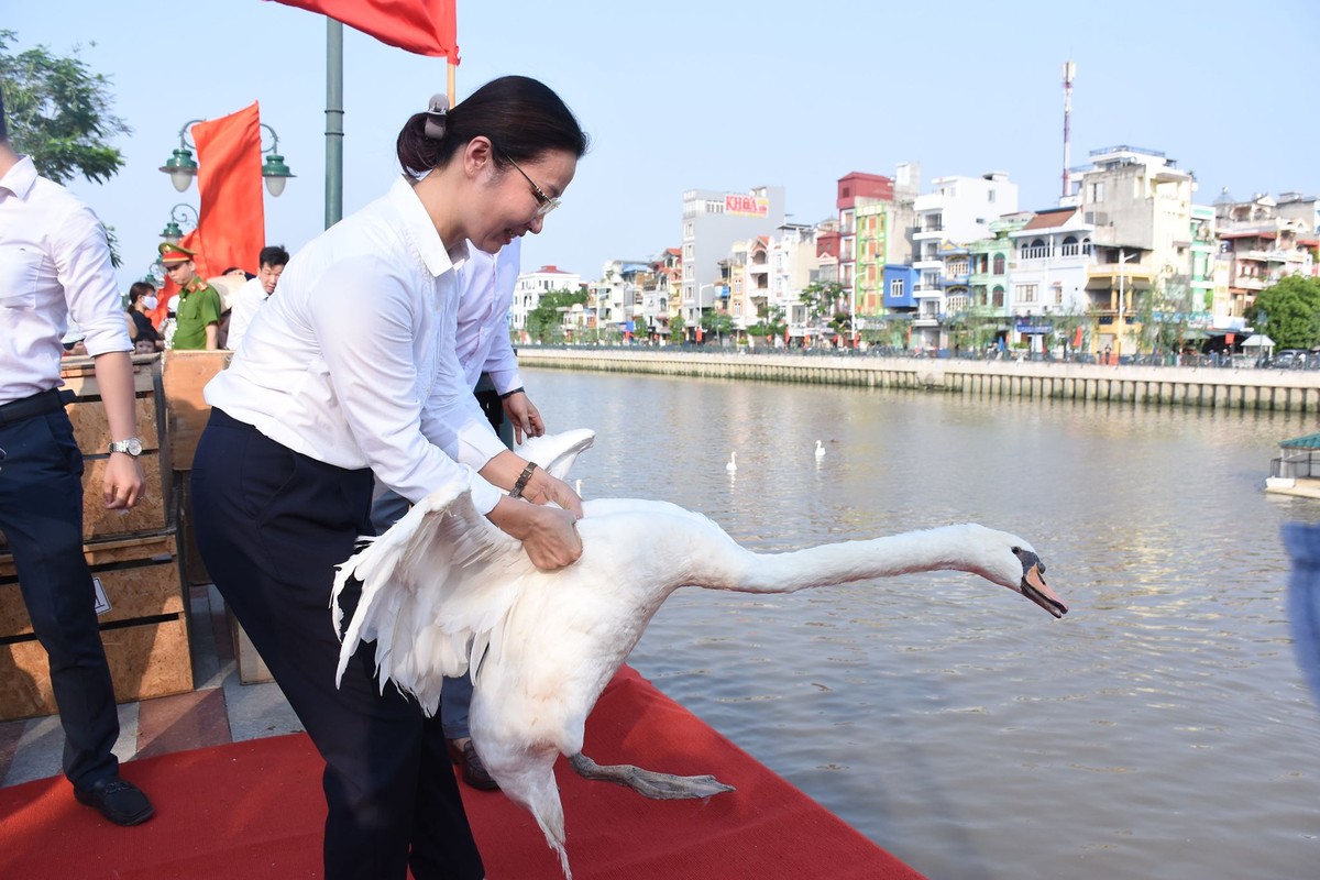 Nhân dịp kỷ niệm 130 năm ngày sinh Chủ tịch Hồ Chí Minh, chiều 18/5, UBND quận Hồng Bàng (Hải Phòng) đã tổ chức thả thâm 130 con thiên nga xuống sông Tam Bạc.