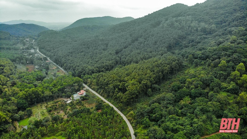 Rừng sến Tam Quy ở huyện Hà Trung rộng gần 520 ha, là khu bảo tồn loài sến mật duy nhất ở Việt Nam và lớn nhất Đông Nam Á.