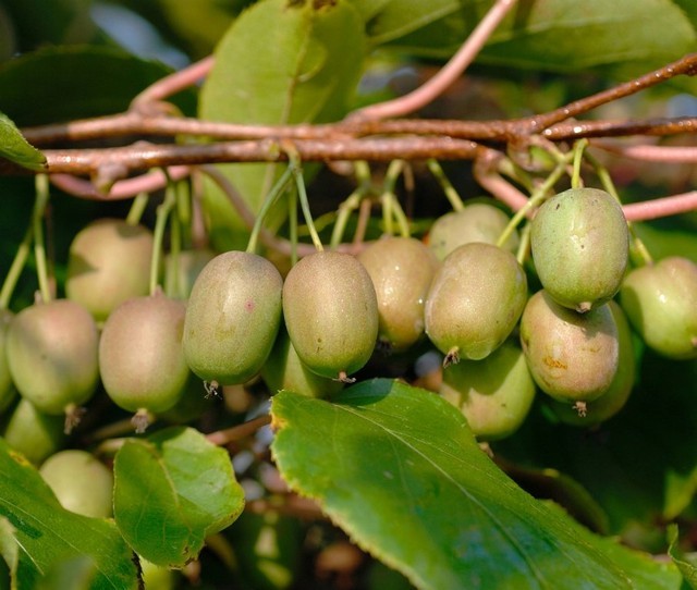 Những  quả kiwi tí hon có nguồn gốc từ Trung Quốc, có tên khoa học Actinidia arguta.