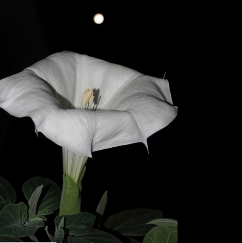 Cây hoa mặt trăng có tên tiếng Anh là Moon Flower, tên khoa học là Ipomoea alba, là một loài thực vật nở hoa vào ban đêm. Ảnh: Nhà thuốc nam.