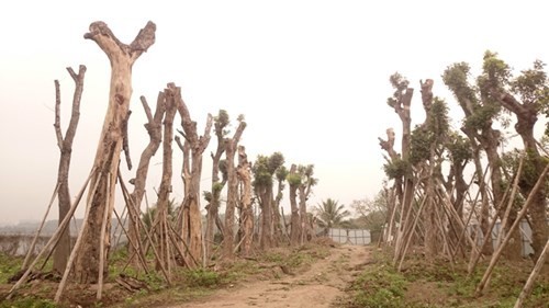 Cuối năm 2014, Hà Nội chặt hạ, di chuyển và thay thế hàng loạt cây xanh trong đó có cây xà cừ cổ thụ để tạo cảnh quan đô thị, phục vụ một số công trình, dự án trên tuyến đường Nguyễn Trãi, Trần Phú (Hà Đông).