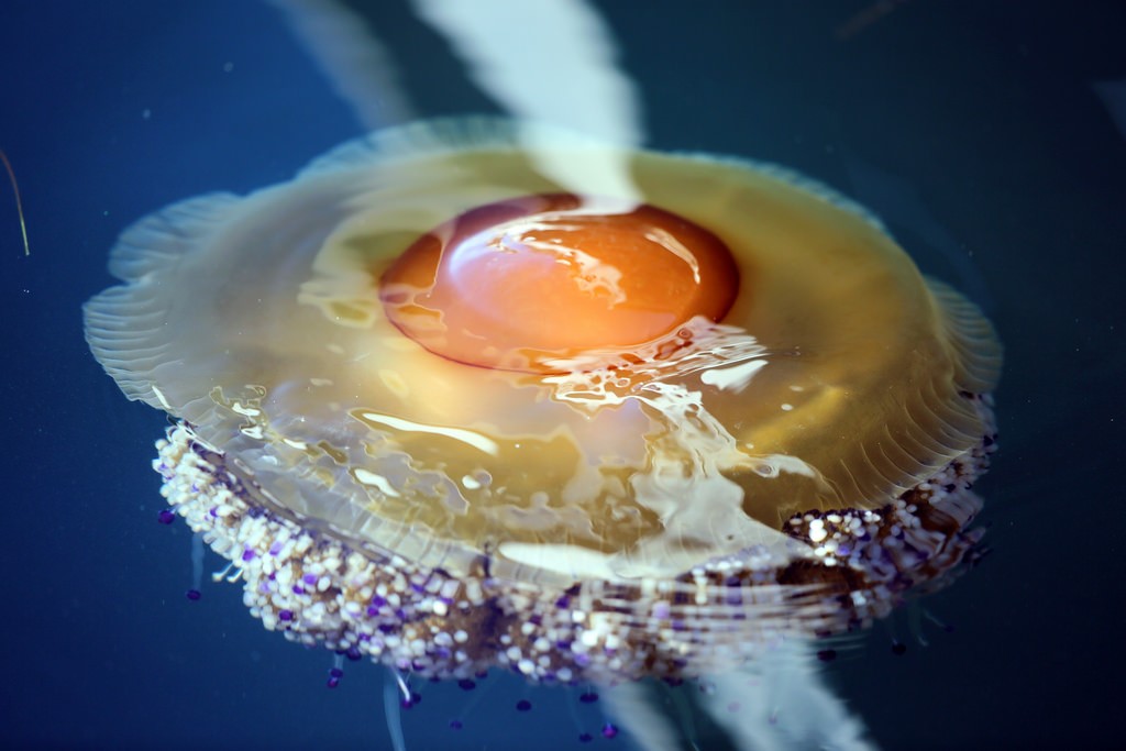  Quả  trứng chiên kỳ lạ đó thực chất là loài sứa biển có tên Fried Egg Jellyfish.