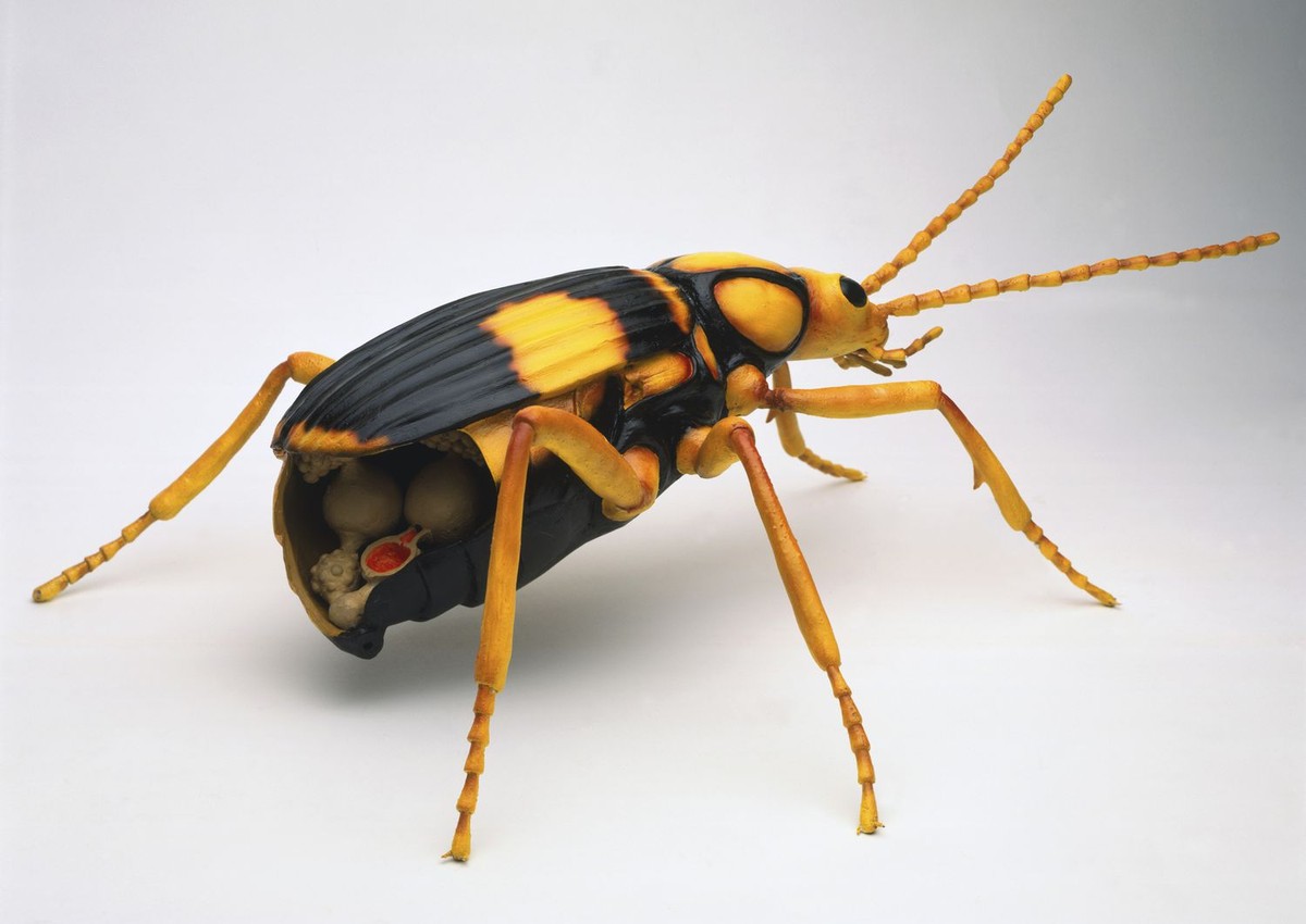 1.  Bọ đánh bom - Bombardier Beetle. Tên của loài bọ này được đặt theo chiến lược phòng thủ khác thường của chúng. Khi gặp nguy hiểm, Bombardier Beetle sẽ phun ra một loại hóa chất có mùi hôi, nóng và chứa độc tố.