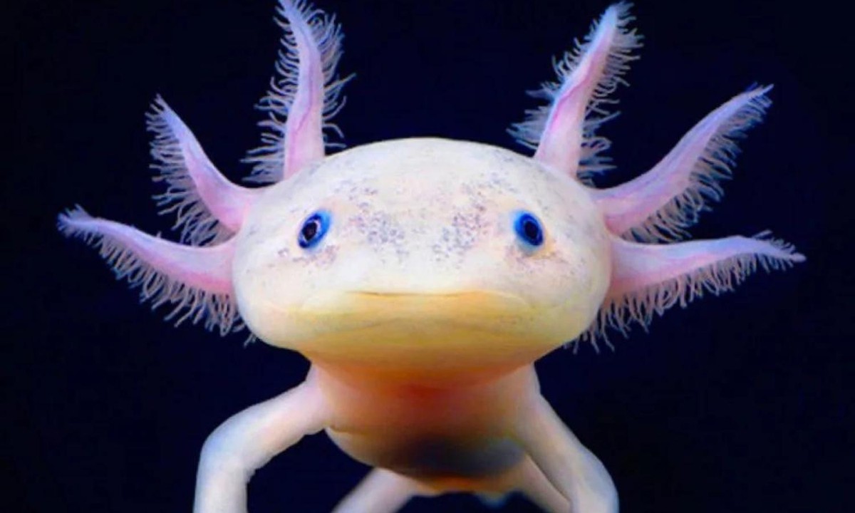 Axolotl (kỳ nhông Mexico hay khủng long sáu sừng) thực sự là một trong những động vật kỳ lạ và độc đáo nhất trên thế giới. (Nguồn: Thủy Sinh 4U)