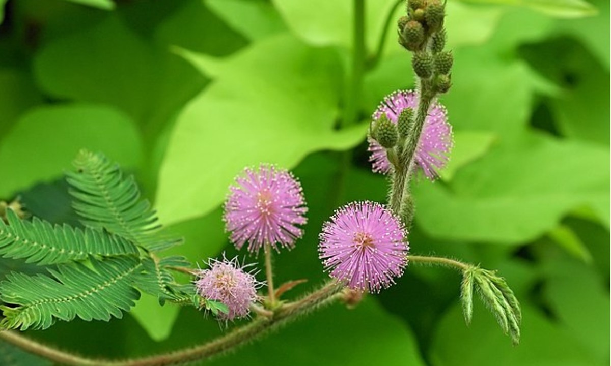 1. Cây trinh nữ (cây xấu hổ): có tên khoa học là Mimosa pudica, đây là loài cây gắn bó với tuổi thơ của nhiều người. Khi gặp tác động từ bên ngoài, lá cây trinh nữ có khả năng tự "thu gọn" mình lại, chính vì vậy mà chúng được gọi là  cây xấu hổ. (Nguồn: Wikipedia)