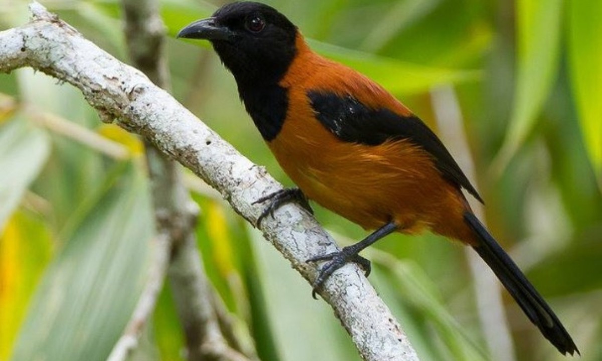 Người Melanesia ở Papua New Guinea từ lâu đã biết tránh xa loài  chim pitohui, nhưng đối với thế giới phương Tây, khả năng sở hữu độc của loài chim này chỉ được phát hiện một cách tình cờ chỉ hơn ba thập kỷ trước. (Nguồn: VietnamPlus)