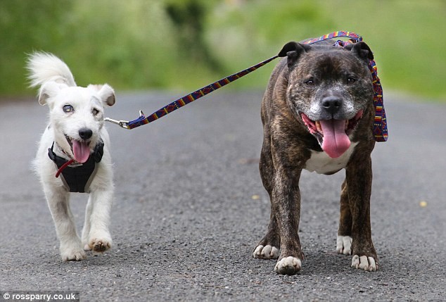 Buzz, chú chó thuộc giống Staffordshire Bull Terrier và bạn của nó - Blenn, chú chó thuộc giống Jack Russell là hai con  chó bị bỏ rơi trong một đường hầm biển ở Hartlepool, Durham.