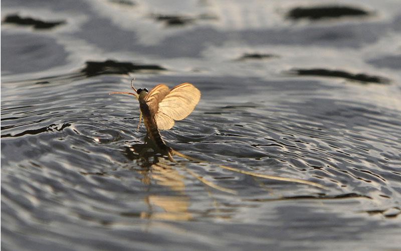  Phù du cánh Tisa có tên khoa học là Palingenia Longicauda, còn được gọi là phù du Tisza, tên của loài này được đặt theo tên sông Tisza ở Hungary nơi người ta tìm ra loài côn trùng này.