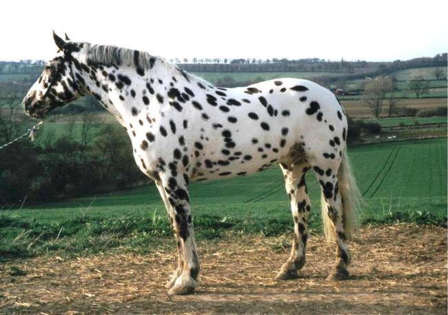 Ngựa Dalmatian hay còn gọi là ngựa đốm, đây là  giống ngựa hiếm của nước Anh với bộ lông trắng điểm đốm đen dày đặc. Bộ lông của chúng khiến những con ngựa Dalmatian trở nên đặc biệt quý và cũng đặc biệt đắt.