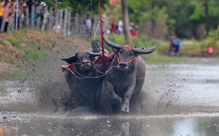 Những cảnh  trâu đua nhau bạt mạng trên đường đua thế này là điều thường thấy trong lễ hội mừng mùa màng bội thu và đánh dấu thời điểm kết thúc mùa ăn chay, ở tỉnh Chonburi, Thái Lan.