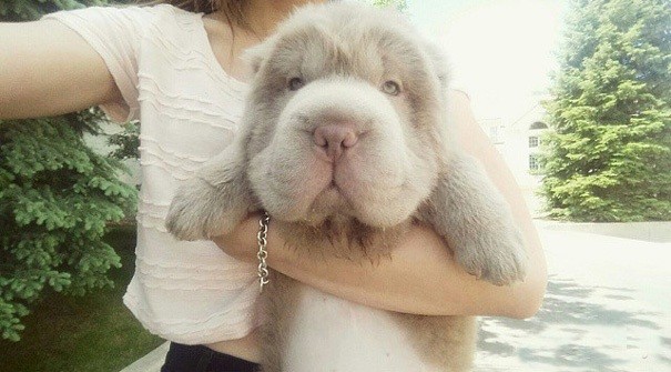 Cô  chó con đáng yêu Tonkey Bear là một con chó giống Shar Pei chưa đầy một tuổi. Đúng như tên gọi, cô chó này có vẻ ngoài cực kỳ giống một chú gấu con phiền não với khuôn mặt tròn xoe và bộ lông xù.