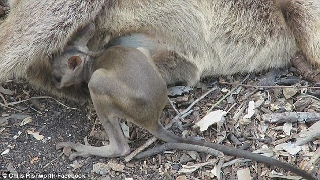 Cảnh tượng đau lòng về một cô  chuột túi wallaby con đang tuyệt vọng tìm cách chui vào túi của mẹ được Chris Rishworth, một cư dân tại đảo Magnetic, ở phía bắc Queensland bắt gặp và chụp lại. Sau đó, Chris chia sẻ trên trang Facebook cá nhân, nhận được rất nhiều sự quan tâm của dư luận.