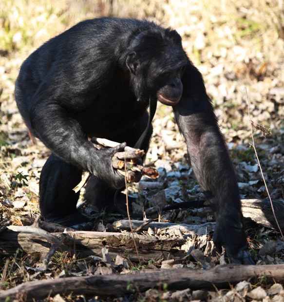 Kanzi là một chú  tinh tinh lùn (vượn bonobo) có trí tuệ và khả năng sao chép, bắt chước những hành động của con người một cách đáng kinh ngạc.