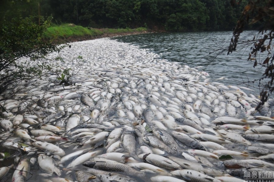 Sáng ngày 8/8, chồng bà Vương, một người dân ở làng Ngọc Thạch, Giang Tây, Trung Quốc trong lúc đi thăm hồ nuôi cá đã phát hiện hàng ngàn xác  cá chết hàng loạt.   