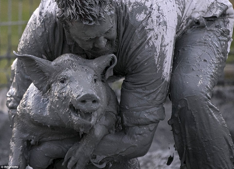  Cuộc thi bắt lợn dưới bùn này là một phần trong lễ hội Du Cochon ở Canada và được cho là một trong những cuộc thi truyền thống kỳ quái nhất thế giới.