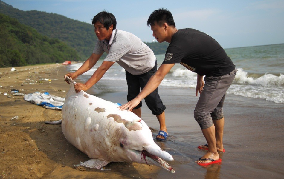 Tại bãi biển thuộc Thâm Quyến, Trung Quốc, các ngư dân phát hiện một có  cá heo trắng quý hiếm chết thảm vì mắc cạn, trên người đầy những vết cắt kỳ lạ.