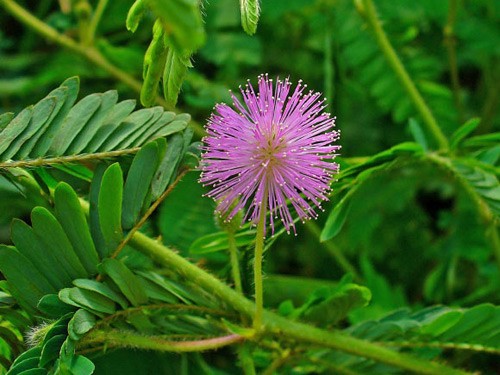 Các nhà khoa học Australia đã chứng minh rằng cây trinh nữ Mimosa pudica có khả năng ghi nhớ sự việc đã xảy ra như động vật. Qua thử nghiệm các hoạt động "huấn luyện" trí nhớ ngắn hạn và dài hạn bằng cách tưới nước đều đặn cho chúng trong các điều kiện ánh sáng khác nhau.Vài tuần sau thử nghiệm, đáng ngạc nhiên là loài cây trinh nữ có thể ghi nhớ phản ứng được huấn luyện trước đó. Theo các nhà khoa học, nhờ vào hệ thống canxi trong các tế bào, loài  thực vật này có những phản ứng ghi nhớ như kết quả thí nghiệm.