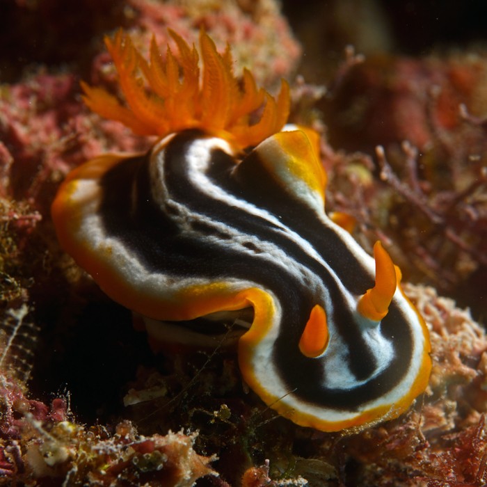 Những con hải sâm nudibranch, thuộc họ Nudibranchia, thường bị nhầm lẫn với một số loài sên biển bởi ngoại hình rực rỡ, đẹp lung linh giống nhau. Trong ảnh là  loài hải sâm Chromodoris Africana với những viền vàng điển hình và sọc đen trắng.