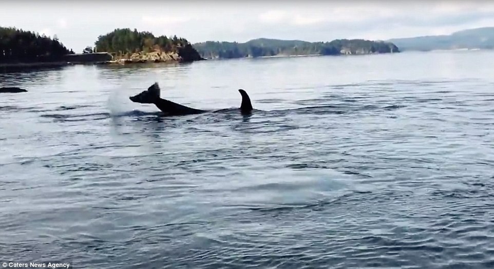 Cảnh tượng ngoạn mục khi có khoảng 8 con  cá voi sát thủ bơi vào vùng nước nông ở sông Powell, British Columbia, Canada và dùng sỏi để kỳ cọ, massage toàn thân khiến cho nhiều người kinh ngạc và thích thú.