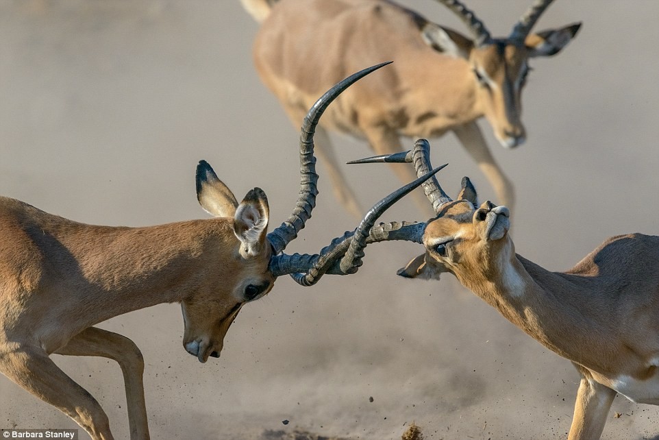 Với tác phẩm "Trận chiến của linh dương Impala", nhiếp ảnh gia Barbara Stanley đã giành giải nhiếp ảnh của năm trong cuộc thi nhiếp ảnh sinh học cho Hiệp hội hoàng gia Anh tổ chức, đạt phần thưởng trị giá 1000 bảng Anh. Hình ảnh sinh tồn khốc liệt trong thiên nhiên hoang dã này được chụp tại cánh đồng ở Công viên quốc gia Etosha ở Namibia.