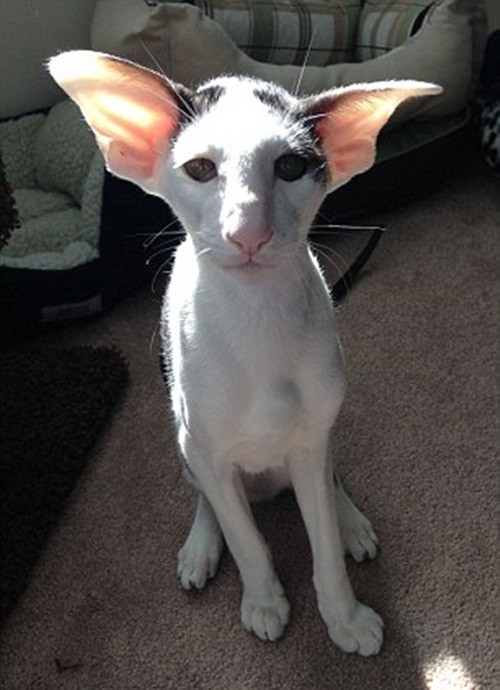 Teddy là tên một chú mèo thuộc giống Oriental Shorthair, sở hữu một đôi mắt lớn hình quả hạnh, cái đầu hình tam giác, cơ thể thon dài, thanh mảnh nhưng đầy cơ bắp. Đặc biệt,  chú mèo kỳ dị có một đôi tai lớn, mỏng, khiến nó trông giống hệt quái vật gia tinh Dobby trong thế giới phù thủy của Harry Potter.