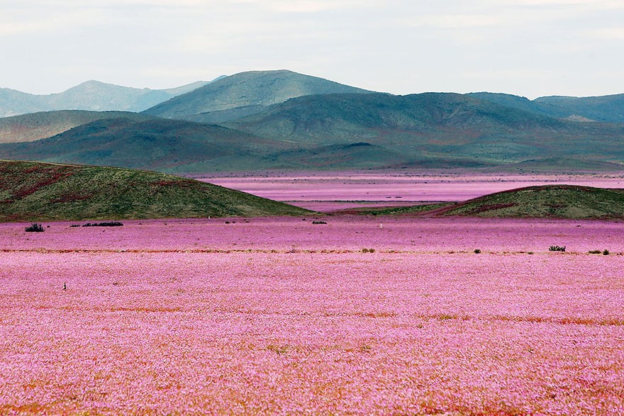 Sa mạc Atacama ở Chile được mệnh danh là  sa mạc khô cằn nhất trên Trái đất. Tuy vậy, ngay cả vùng đất hoang cằn này cũng có thể bùng nổ sắc đẹp tuyệt mỹ của mình nếu như có điều kiện thích hợp.